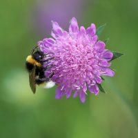 Estetica-integrativa-consulting-lourdes-flor-escabiosa-abeja