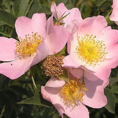 escaramujo estetica integrativa terapia floral