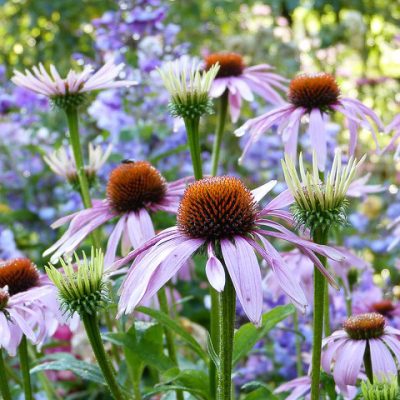 estetica-integrativa-zaragoza-coneflowers