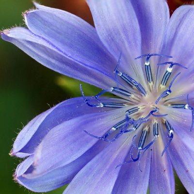 estetica-integrativa-zaragoza-flor